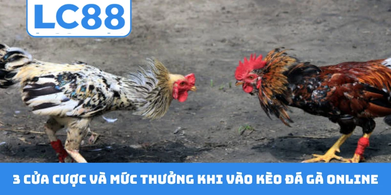 3 cửa cược và mức thưởng khi vào kèo đá gà online