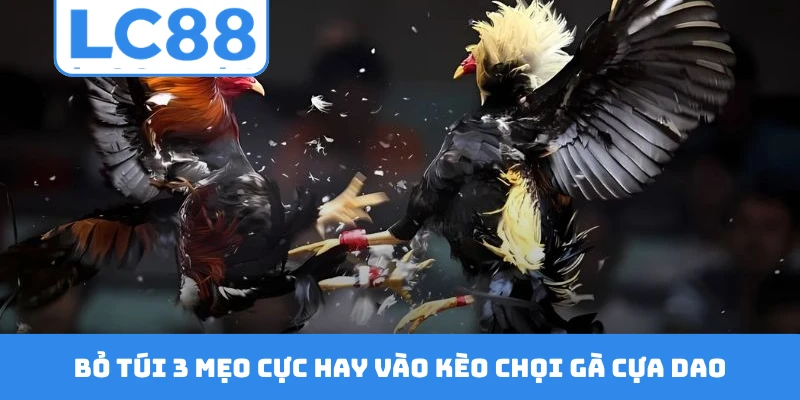 Bỏ túi 3 mẹo cực hay vào kèo chọi gà cựa dao