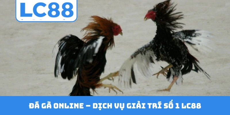 Đá gà online - dịch vụ giải trí số 1 LC88
