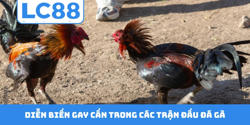 Diễn biến gay cấn trong các trận đấu đá gà