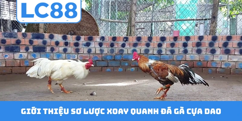 Giới thiệu sơ lược xoay quanh đá gà cựa dao